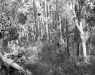 Austraalia