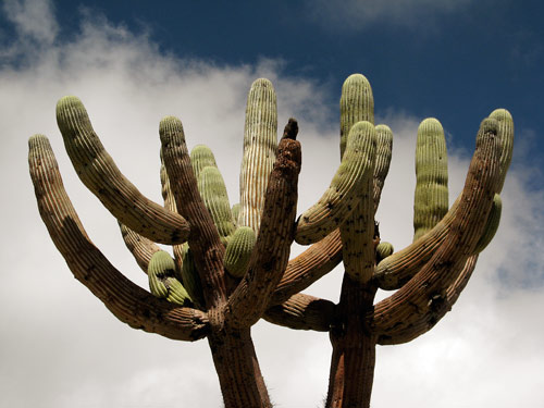 Hiiglaslik kaktus vastu taevas
