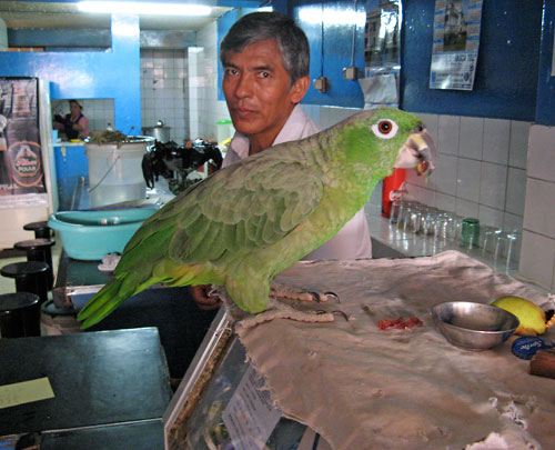 Papagoi lendas tänavalt restorani sisse - kui ettekandja käsul ülesse hüppas, sai selle teo eest süüa