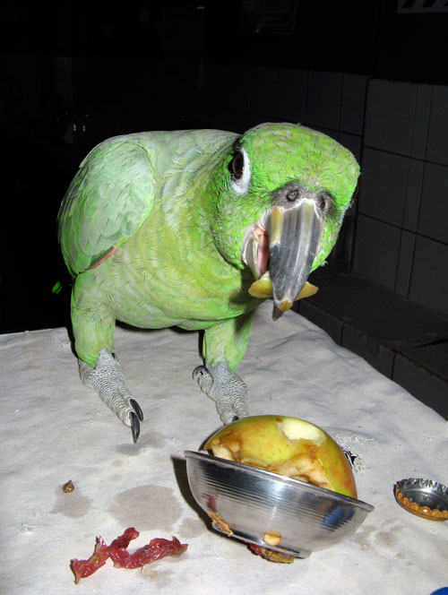 Papagoi einestab restoranis