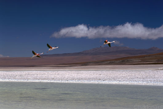 Flamingod lennus, Boliivia