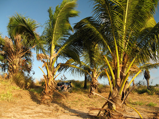 Palmid päikeseloojangus