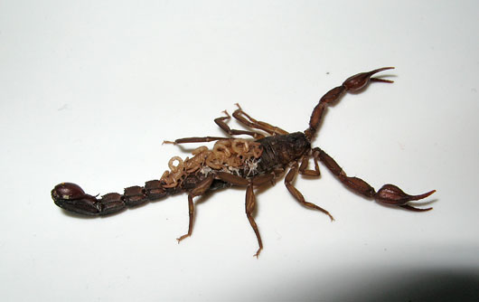 Skorpion koos järeltulijatega (klikka, et suurendada)