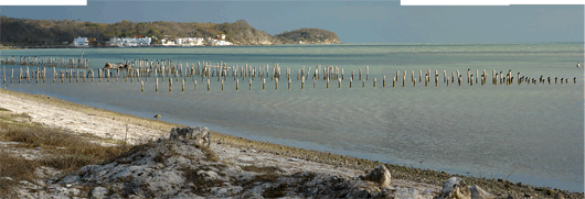 Yucatáni poolsaare Mehhiko laht - linnud vaiadel
