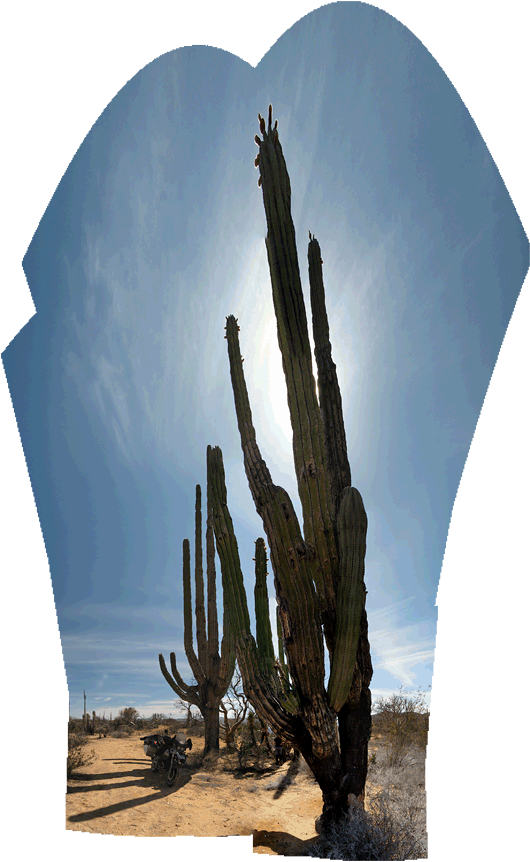 Baja loodus (6) - uskumatu suurusega kaktused