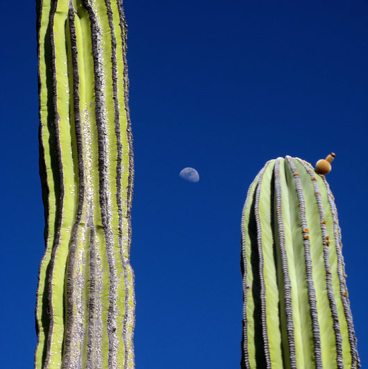 Kuu, kaktused ja inspireeriv loodus - see on Baja California.