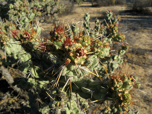 Kaktuse detailid