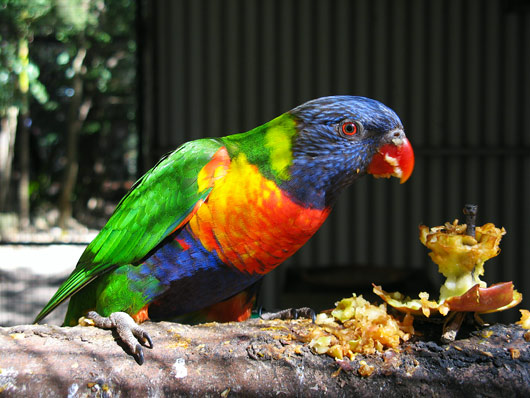 Värvikirev papagoi
