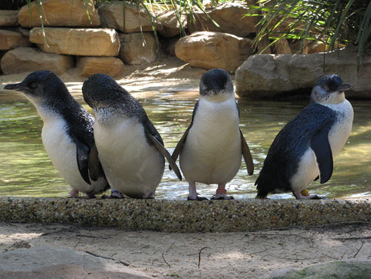 Pingviinid