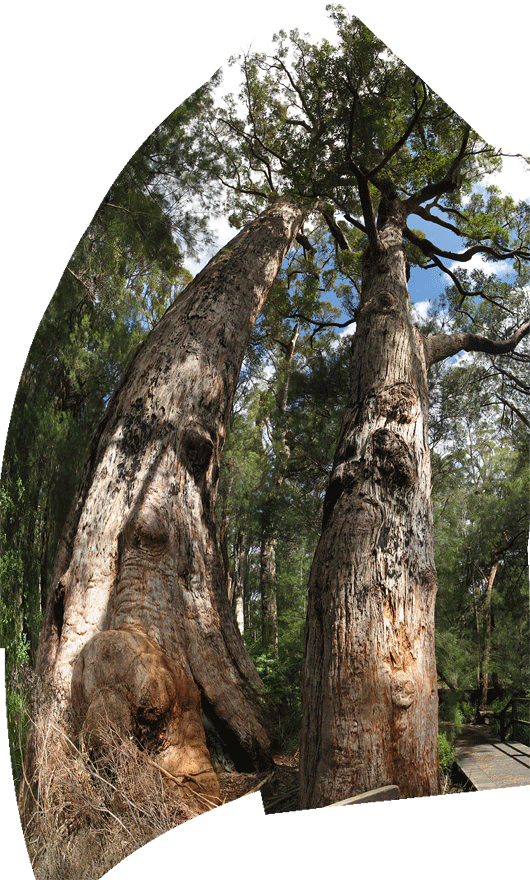 Vanad sihvakad puud