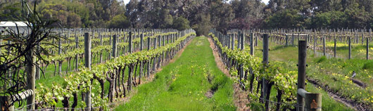Viinamarjakasvatus - veinikeldreid on seal Austraalia "nurgas" jalaga segada.