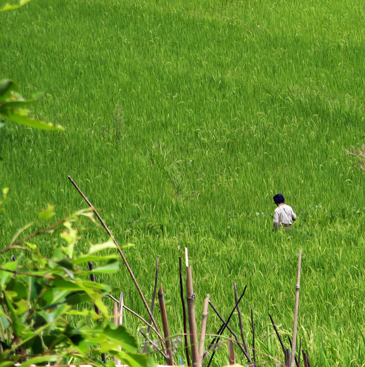 Riisipõllul askeldamas