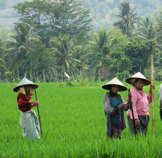 Riisipõllutöölised kiikamas (1)