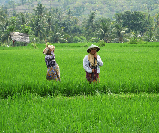 Riisipõllutöölised kiikamas (2)