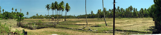 Timori maastikud (5) - põllumaa