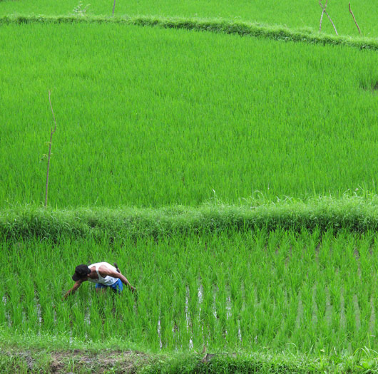 Riisipõllul