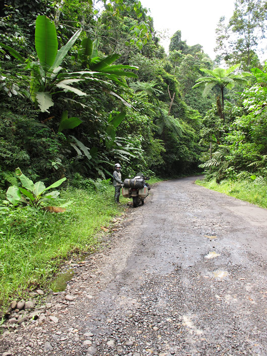 Sumatra teeäärne džungel