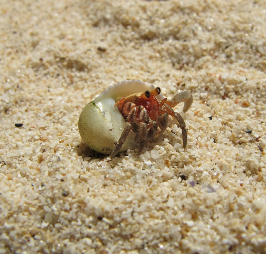 Väike krabi elutseb rannas teo kojas