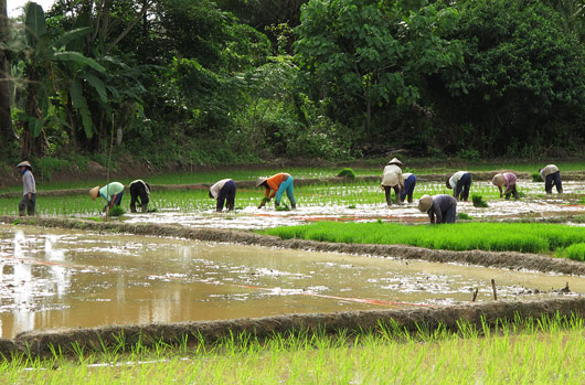Riisipõllul tööd rabamas