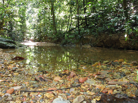 Väiksed selgeveelised jõed Sumatra džunglis - kallas kubiseb verekaanidest