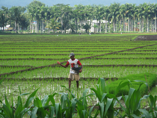 Mees riisipõllul askeldamas