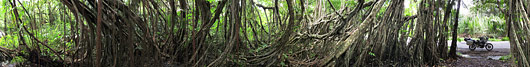 Tihe Sumatra džungel tee ääres