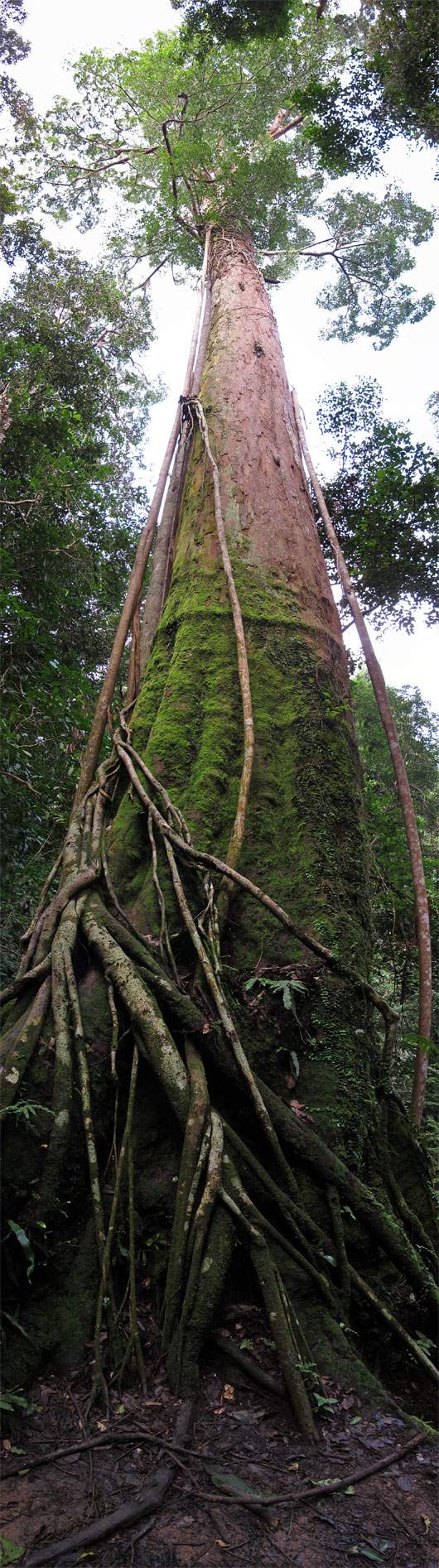 Sihvakas puu Bukit Lawangi džunglis