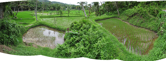 Riisipõllud eri tasanditel