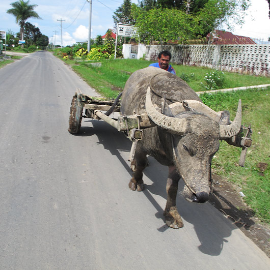 Karo bataki mees härjaga transporteerumas