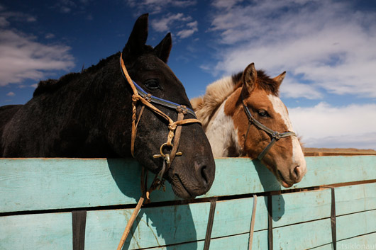 Hobused on Mongoolias enamasti lihaks